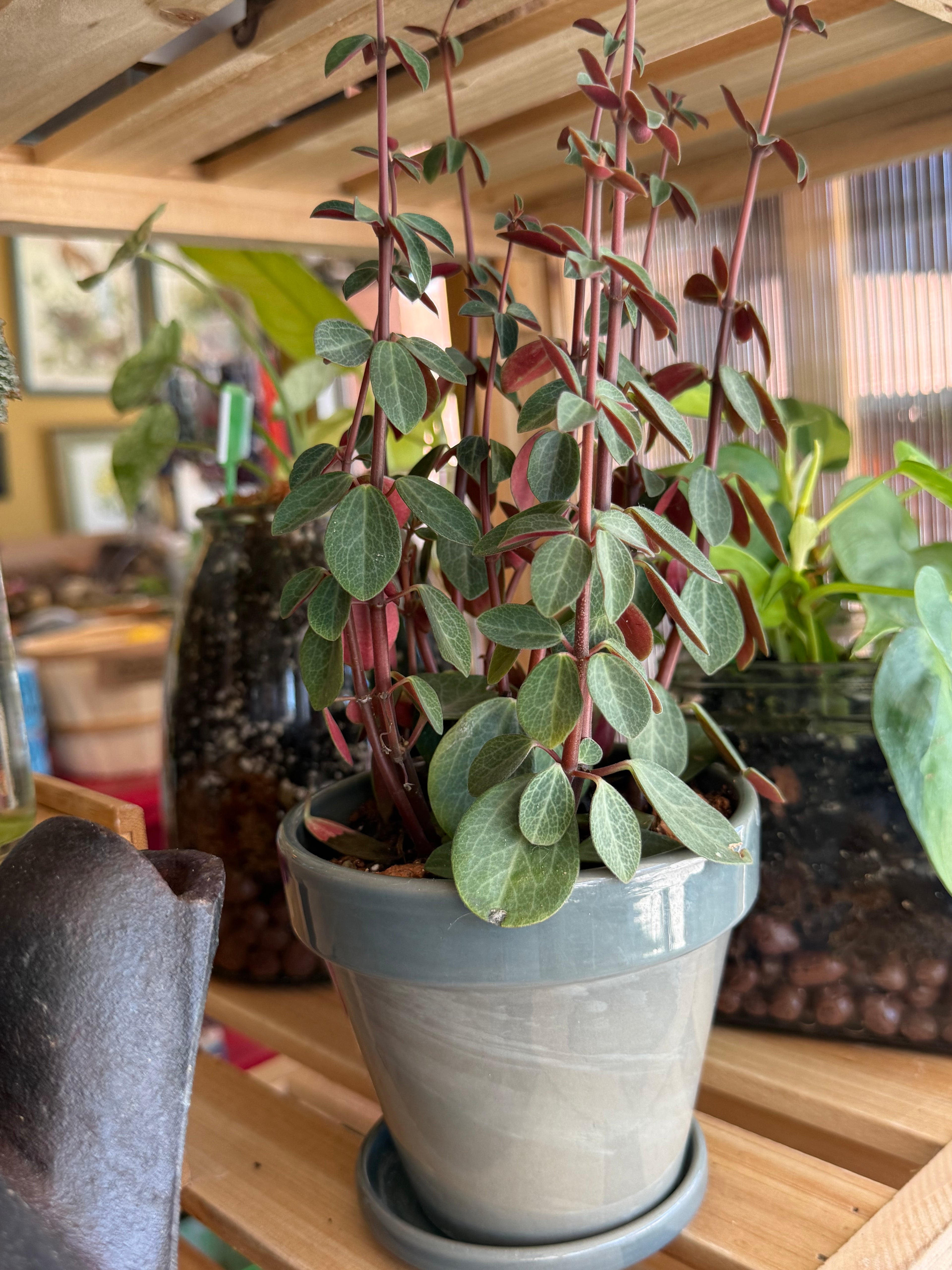 Peperomia ‘Red Log’