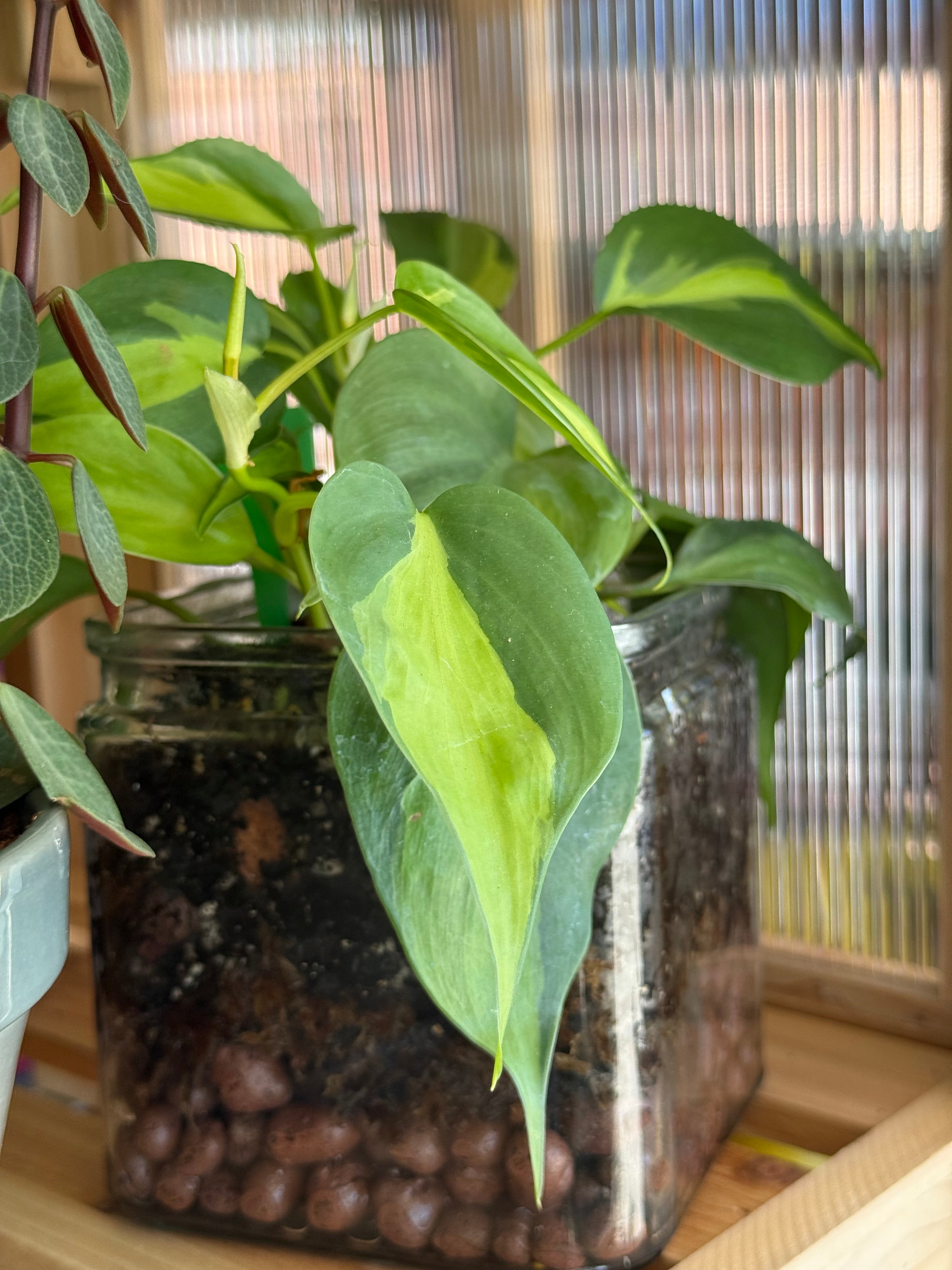 Philodendron ‘Brasil’ in Square Glass Vase