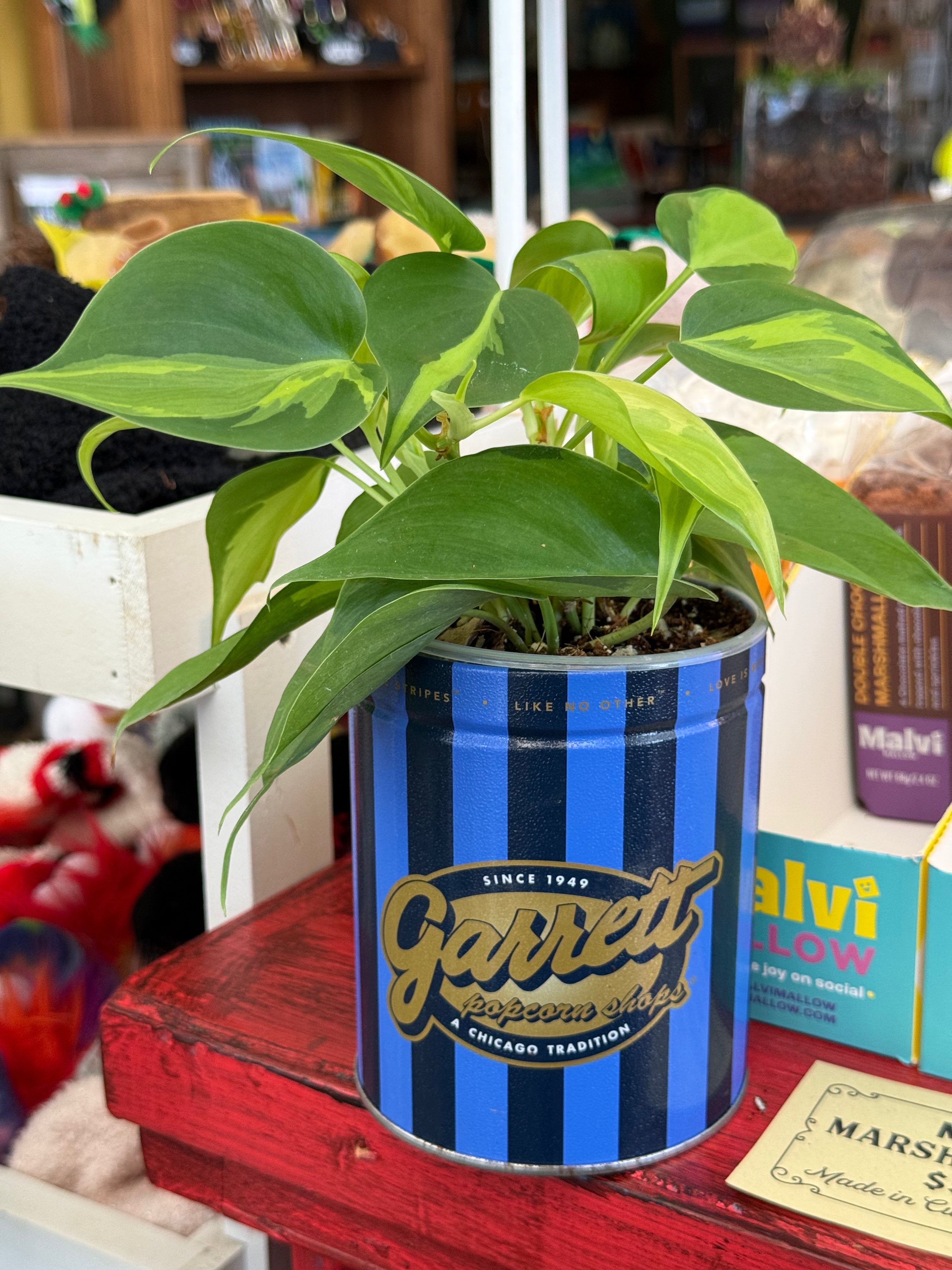 Philodendron ‘Brasil’ in Garrett’s Popcorn Can