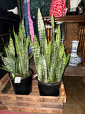 Snake Plant ‘Sansevieria Zeylanica’ 12”