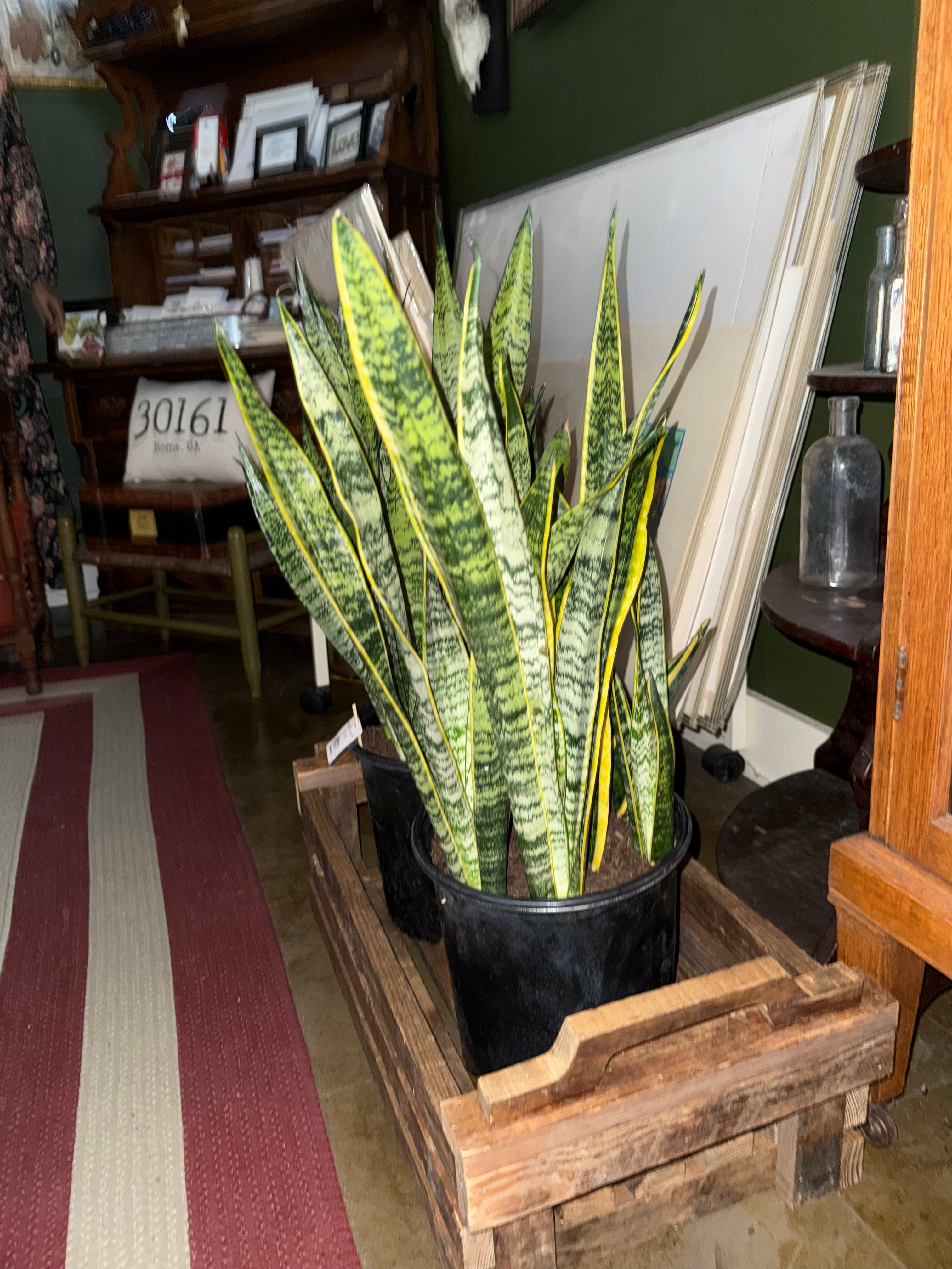 Variegated Snake Plant (Dracaena Trifasciata 'Laurentii')