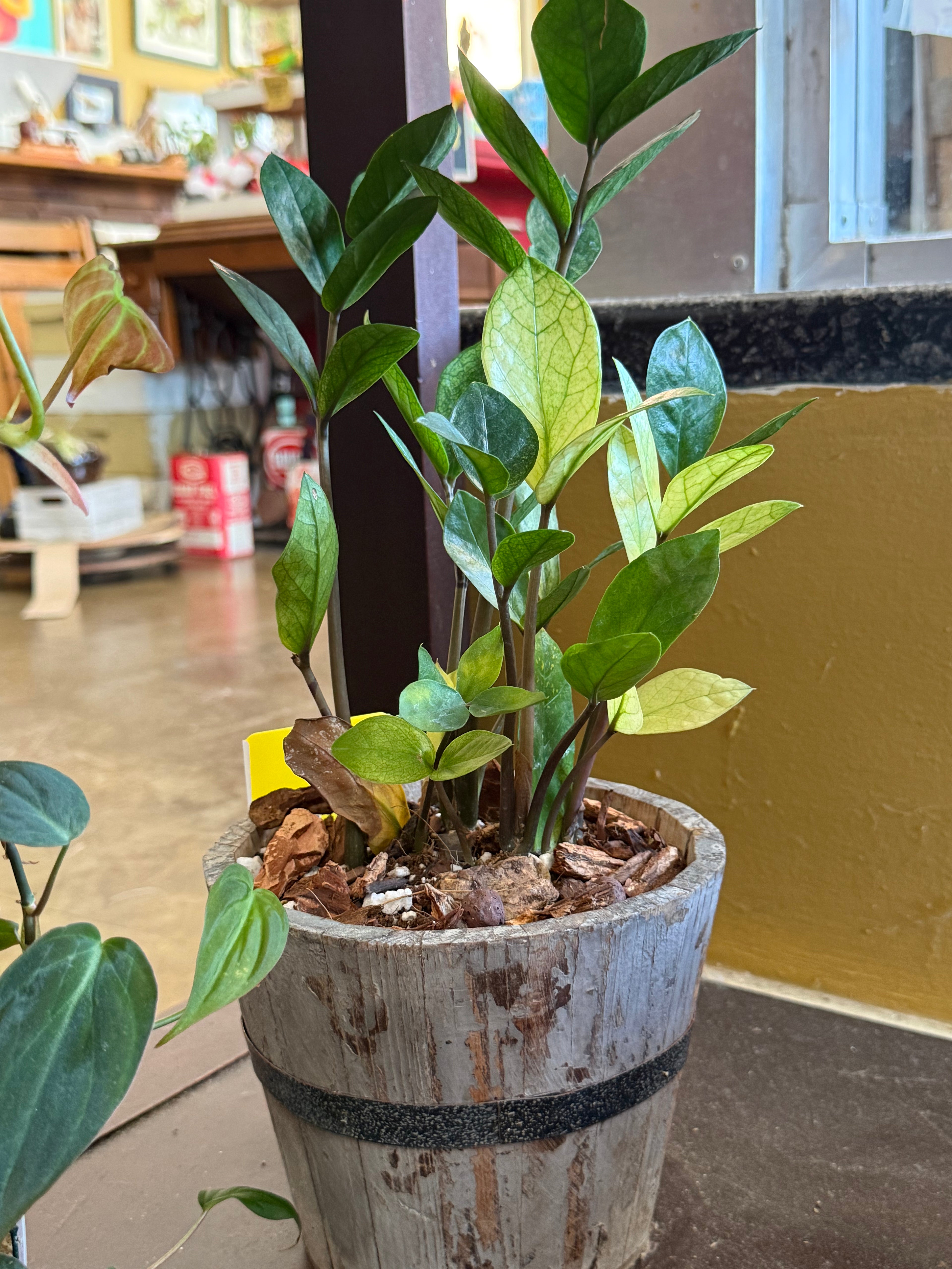 Chameleon ZZ Plant in Rustic Wooden Pail