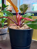 Philodendron ‘Prince of Orange’ in 8” Pot
